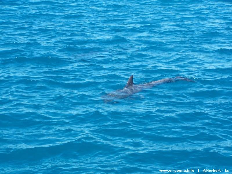 Delphin Tour 149